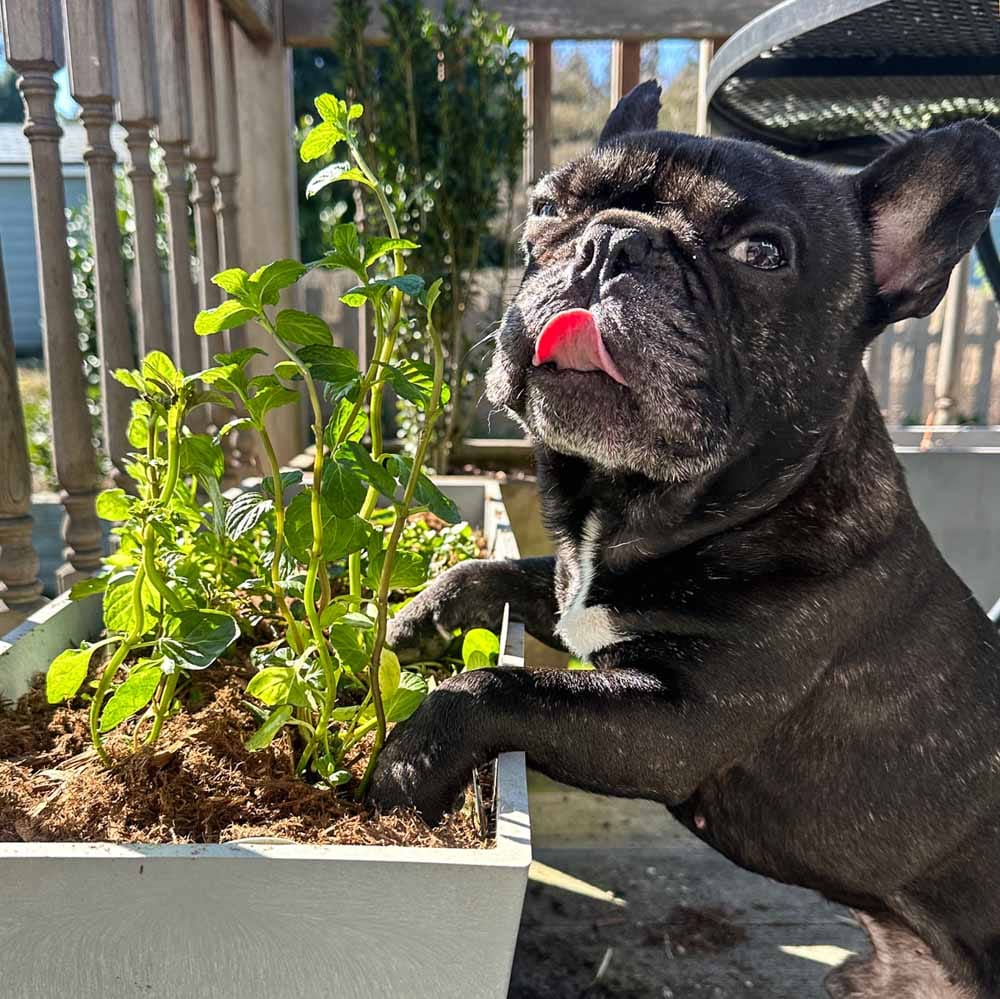 Dog-Friendly Garden Ideas